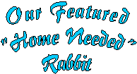 Our Featured
Fosters