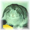 Click here to see Edison T Rabbit.